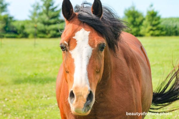 Horse 11 Horizontal