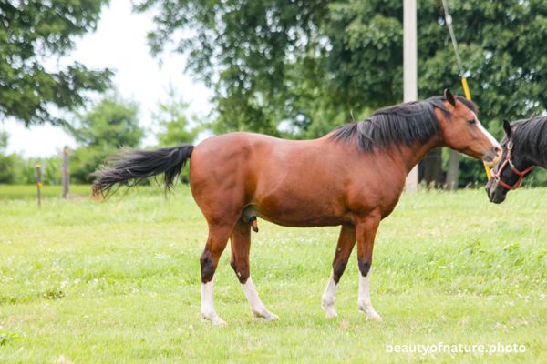 Horse 5 Horizontal