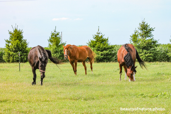Horse 9 Horizontal