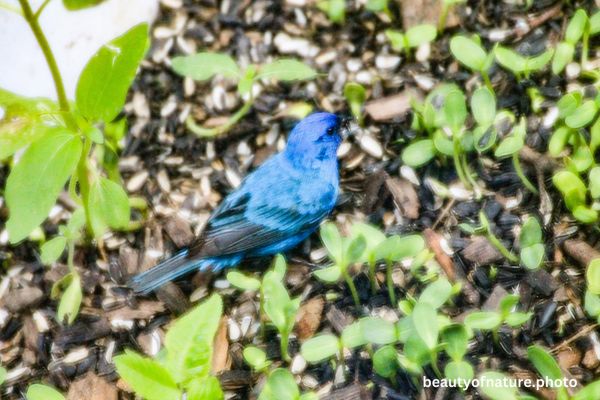 Indigo Bunting 2 Horizontal