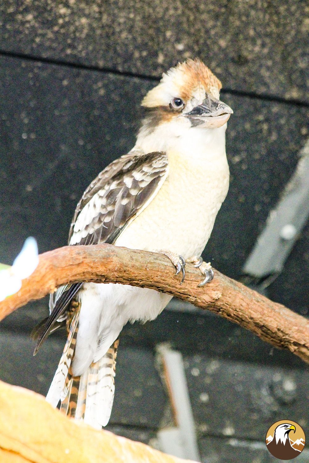 Kookaburra 1 1000X1500