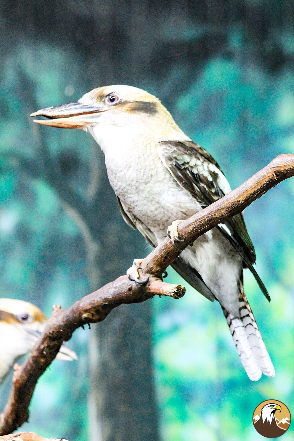 Kookaburra 3 1000X1500