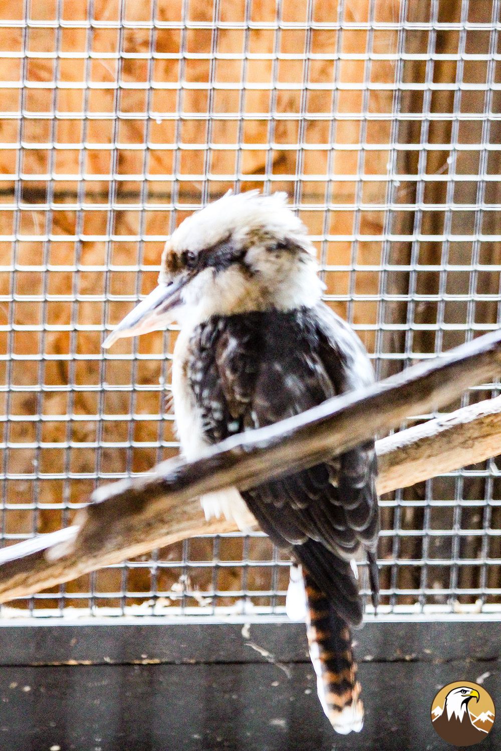 Kookaburra 5 1000X1500