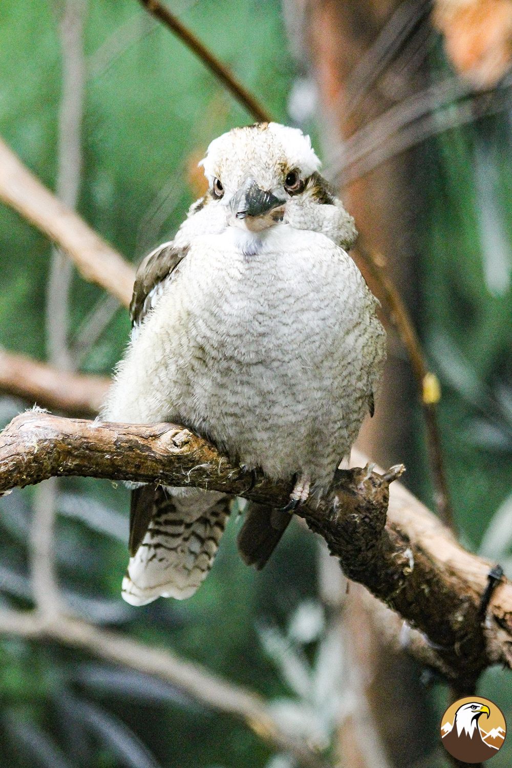 Kookaburra 7 1000X1500
