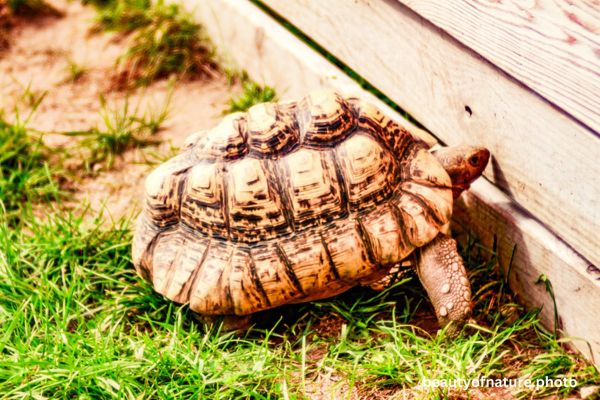 Leopard Tortoise 2 Horizontal