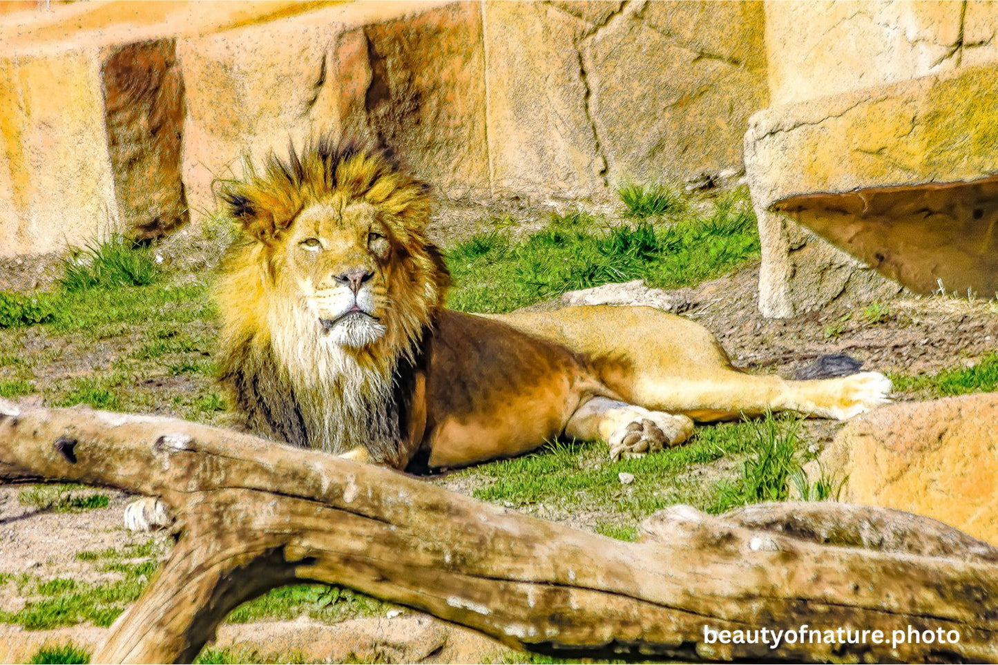 Lion 3 1500X1000