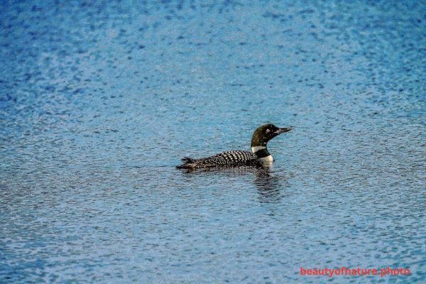Common Loon Horizontal