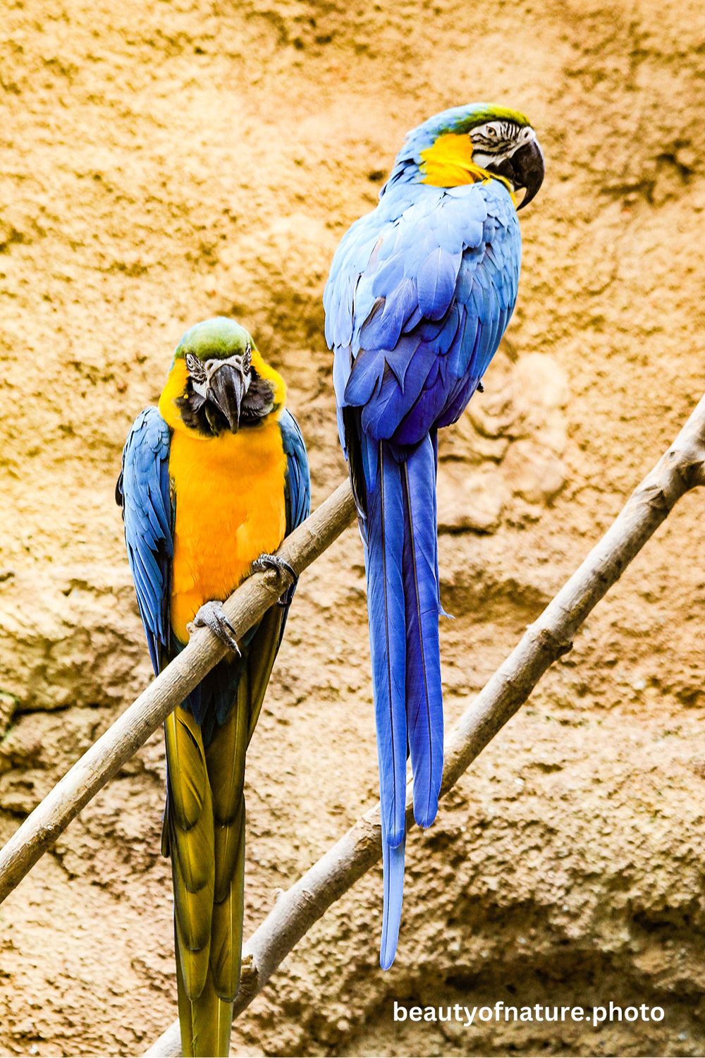 Macaw 2 1000X1500