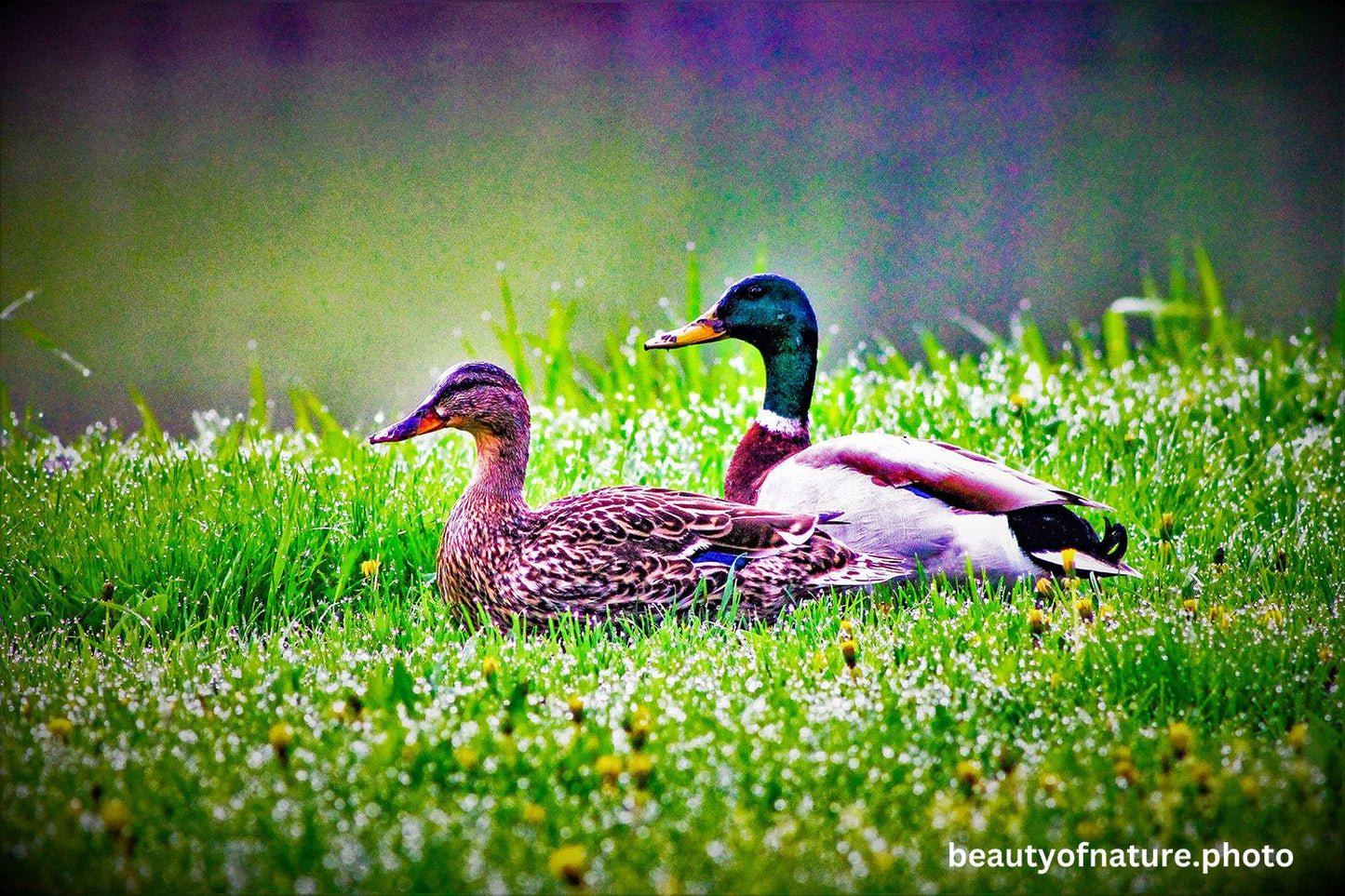 Mallard 1 1500X1000