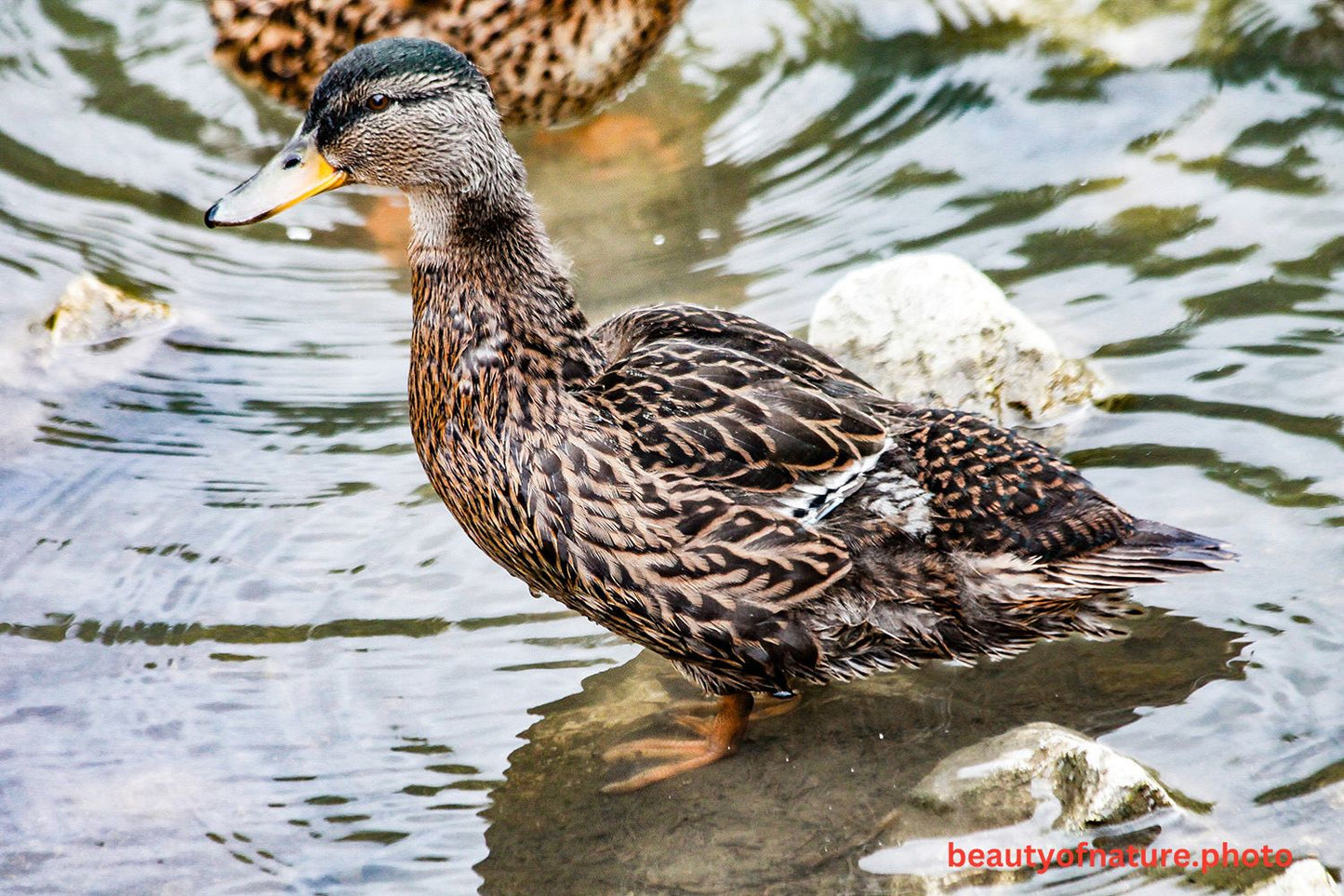 Mallard 2 1500X1000
