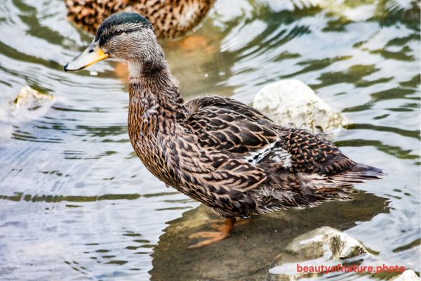 Mallard 2 Horizontal