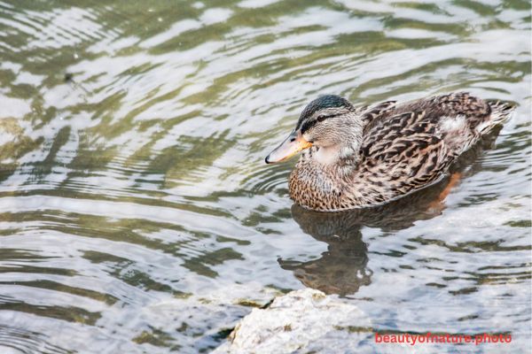 Mallard 3 Horizontal