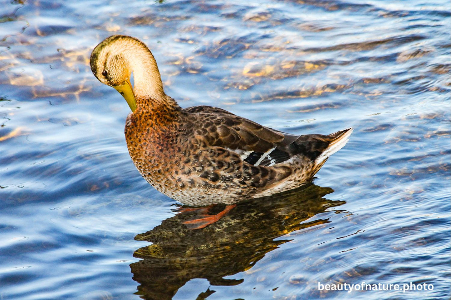 Mallard 7 1500X1000