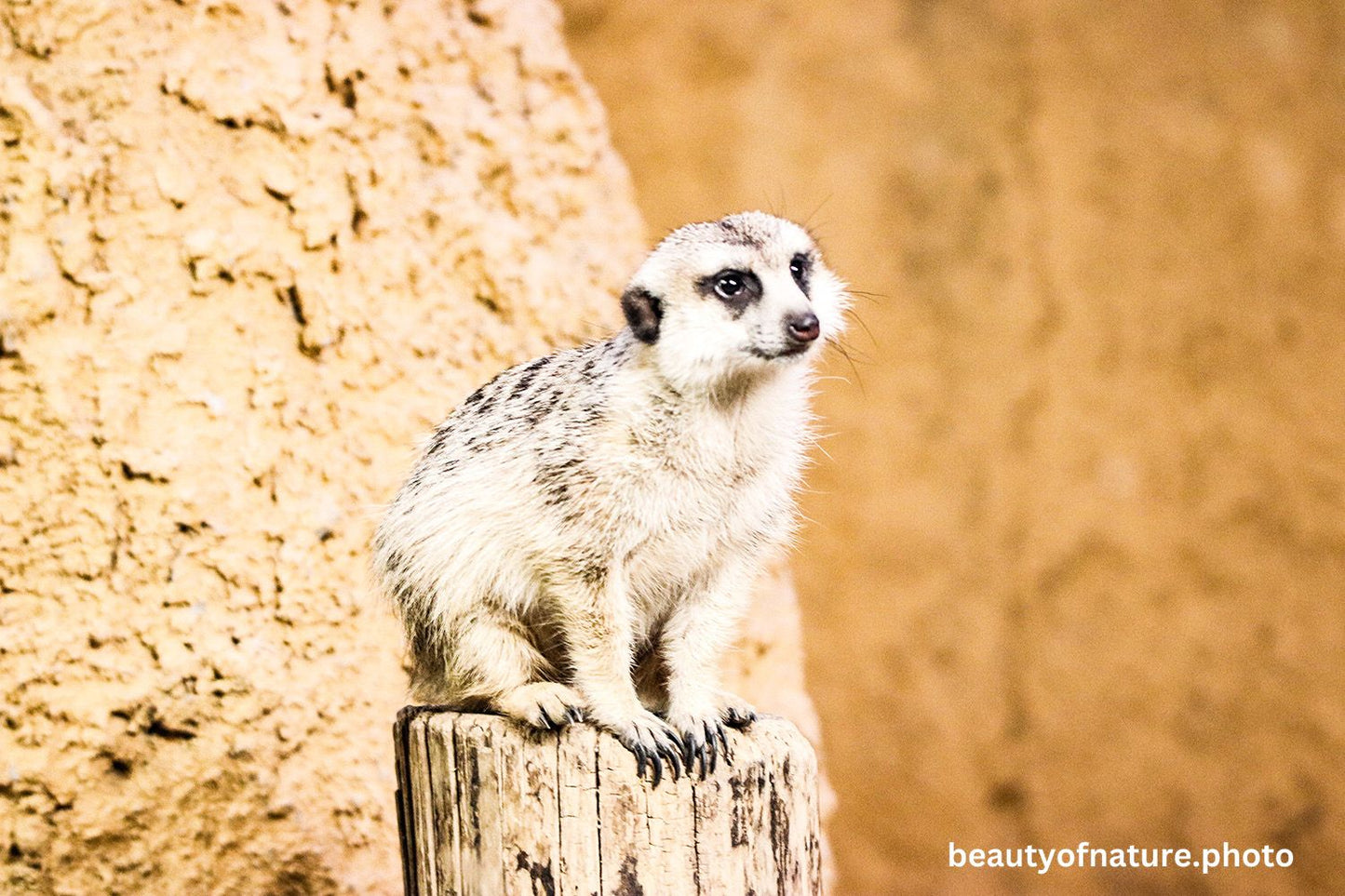 Meerkat 1 1500X1000