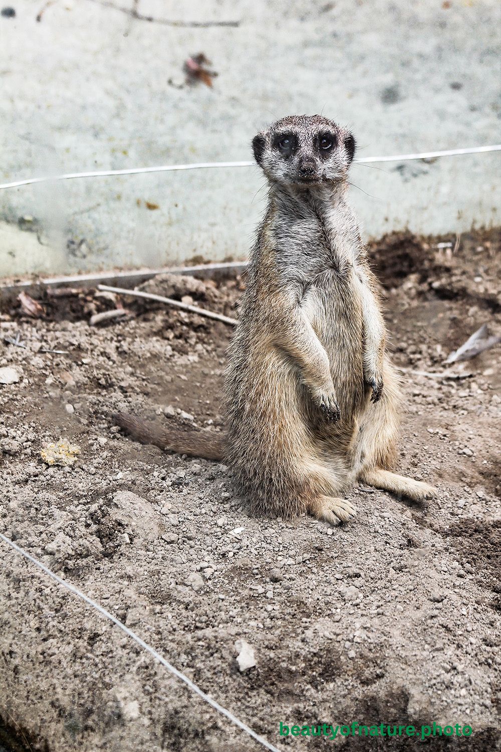 Meerkat 4 1000X1500
