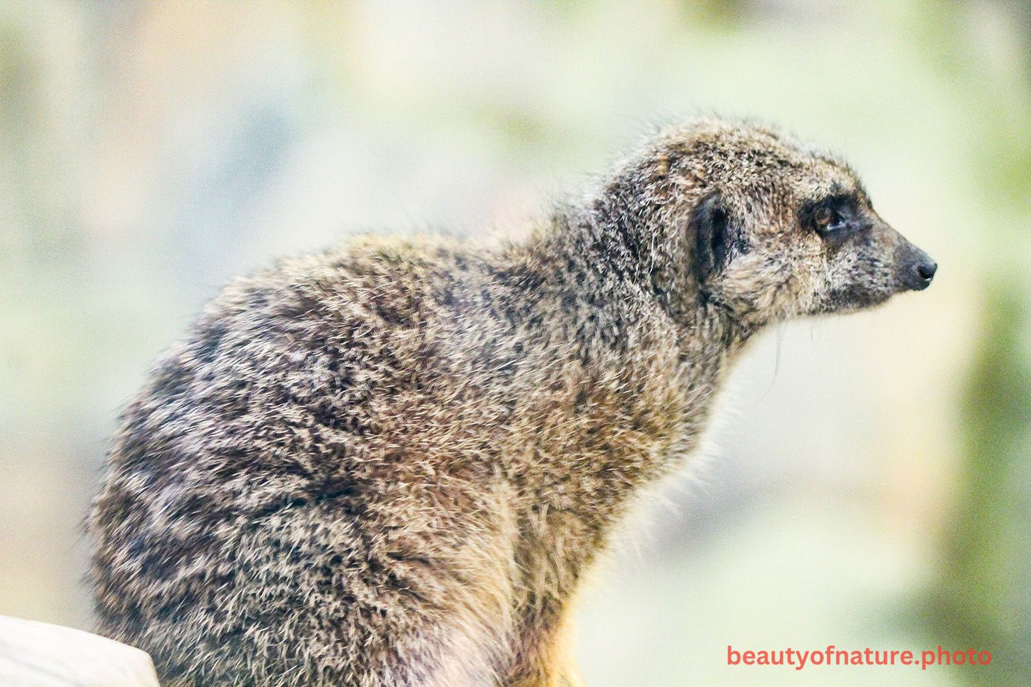 Meerkat 6 1500X1000