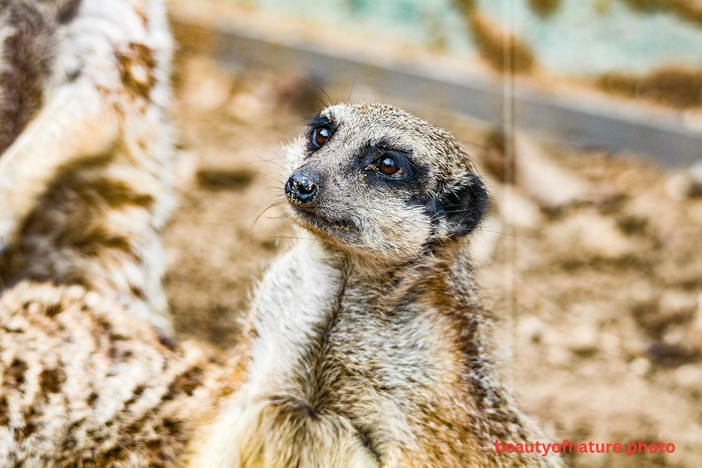 Meerkat 7 1500X1000