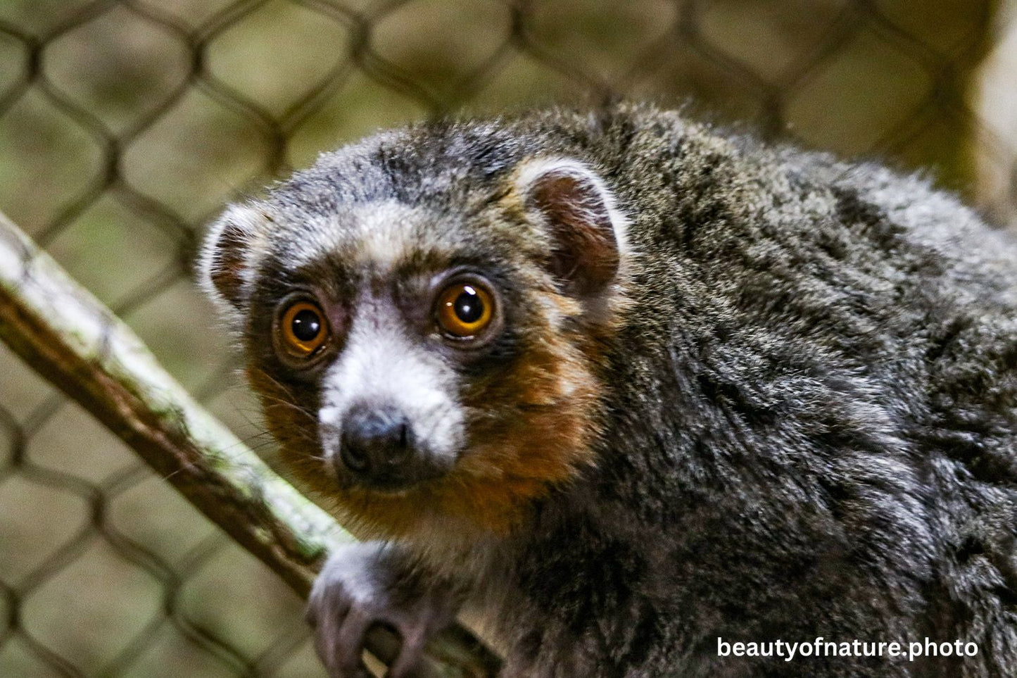 Mongoose Lemur 1 1500X1000