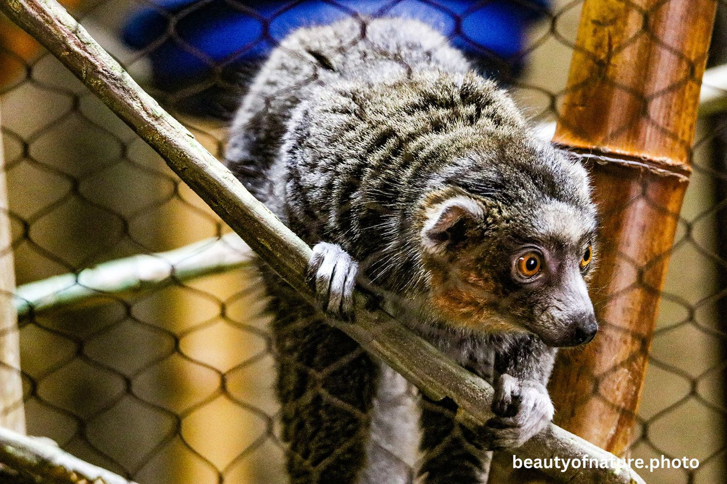 Mongoose Lemur 2 1500X1000