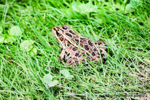 Northern Leopard Frog Horizontal