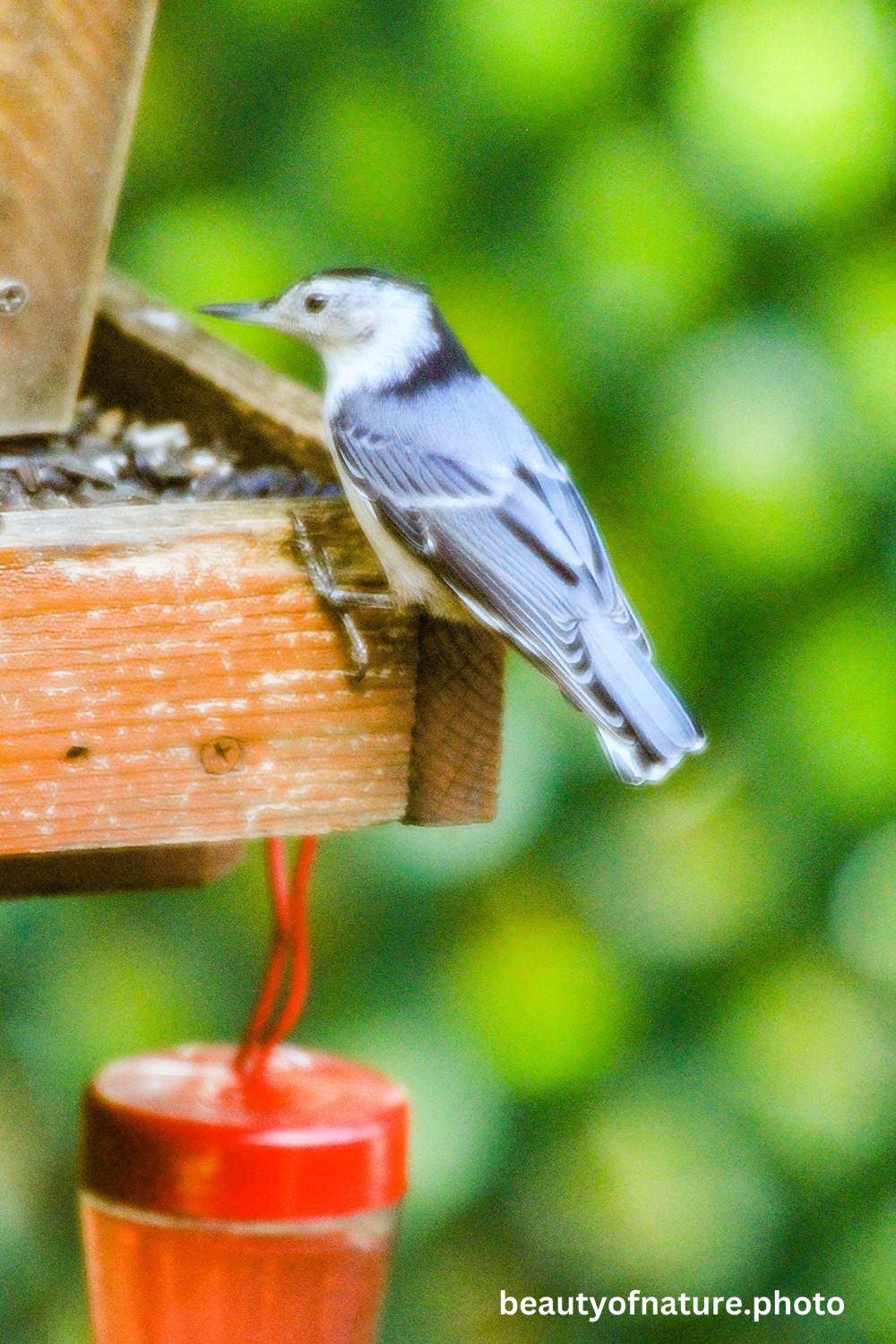Nuthatch 2 1000X1500