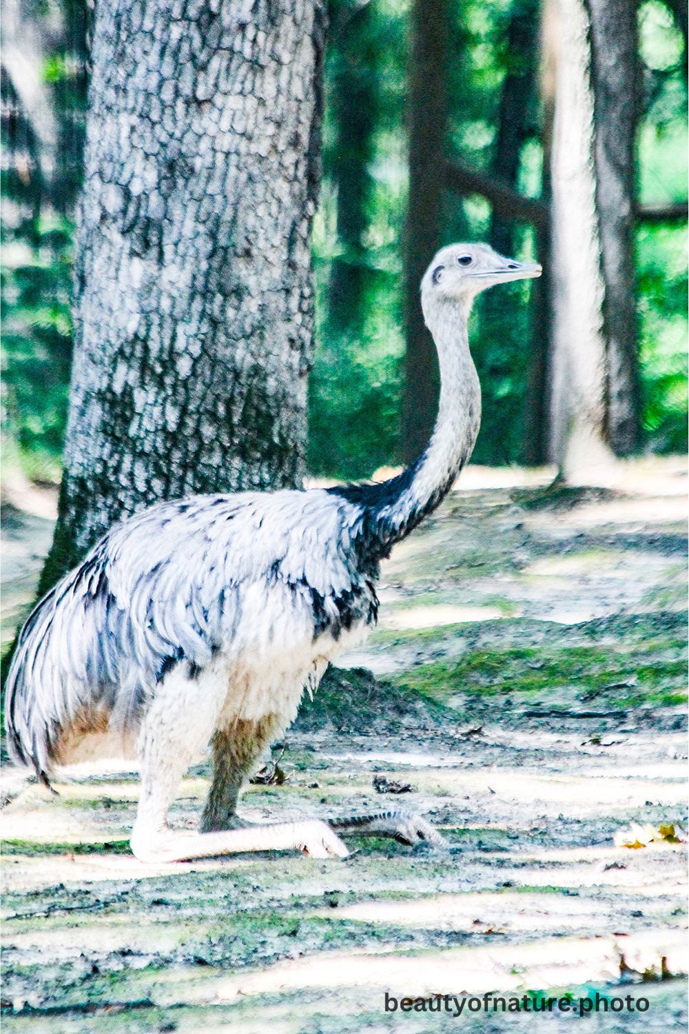 Ostrich 3 1000X1500