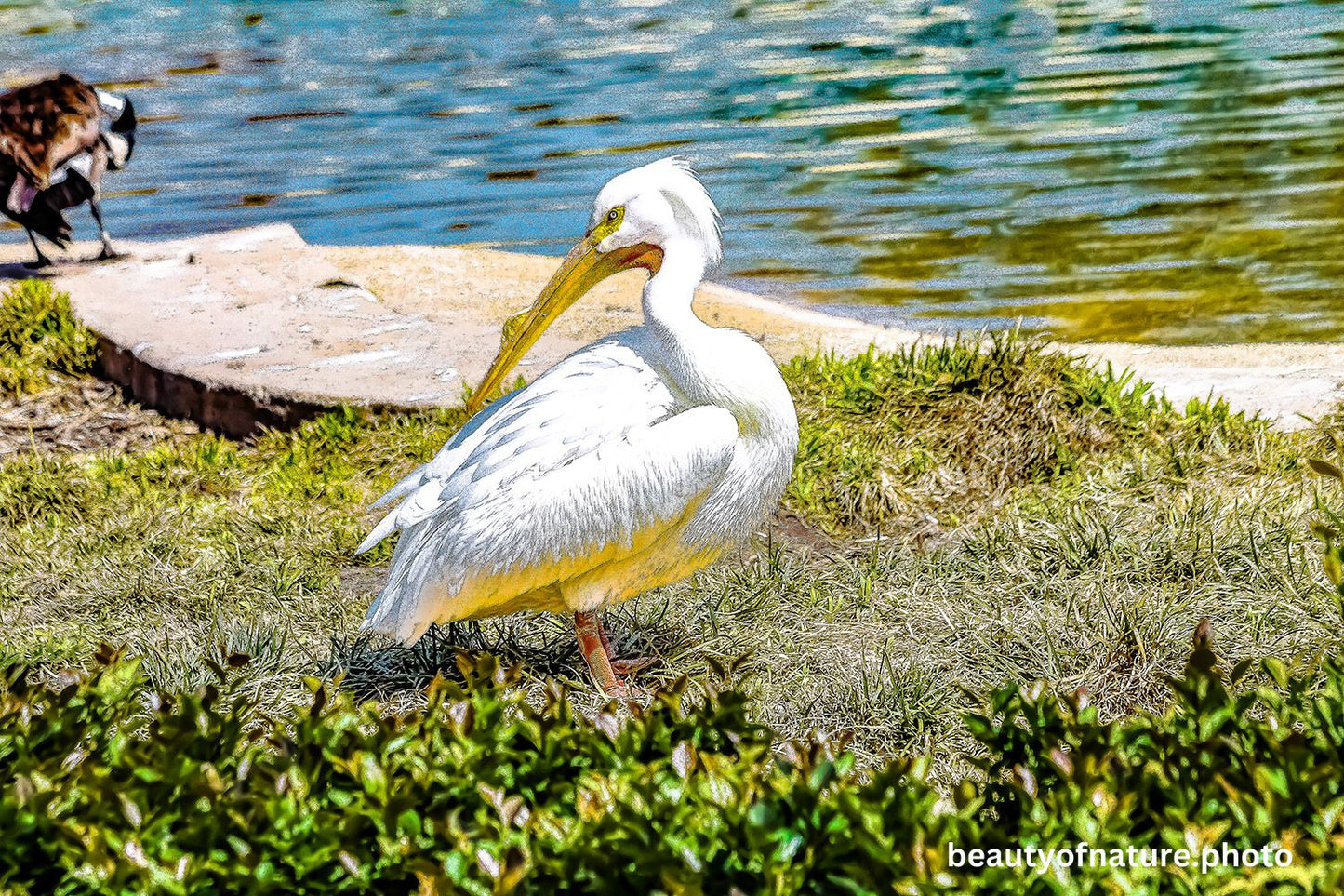 Pelican 2 1500X1000