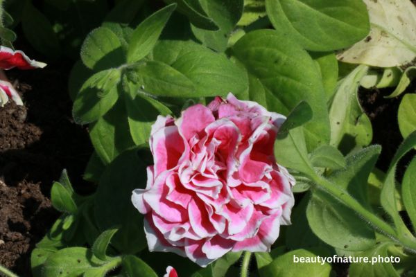 Pink Diamond Petunia X Hybrida 23-3618 Horizontal Early Access Q1 2026