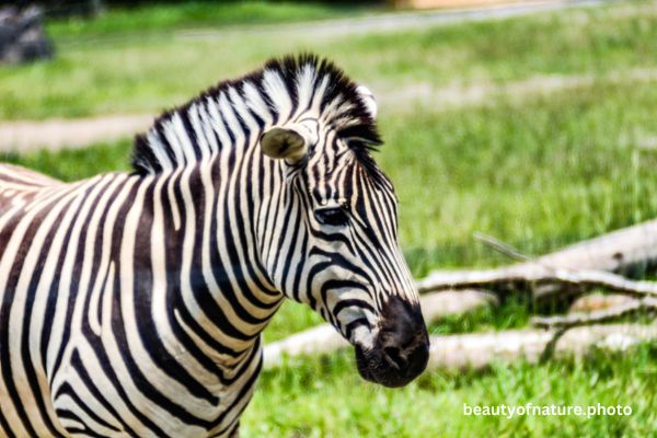 Plains Zebra 3 Horizontal