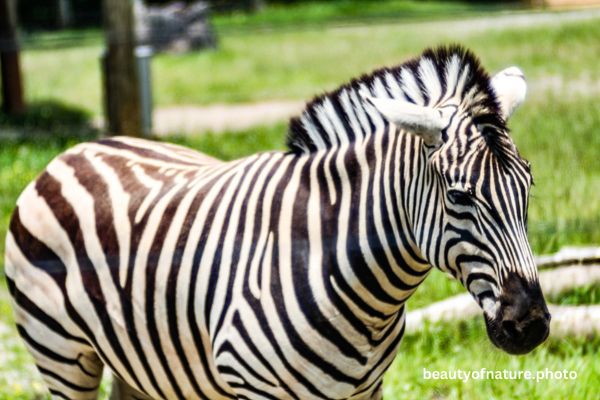 Plains Zebra 4 Horizontal
