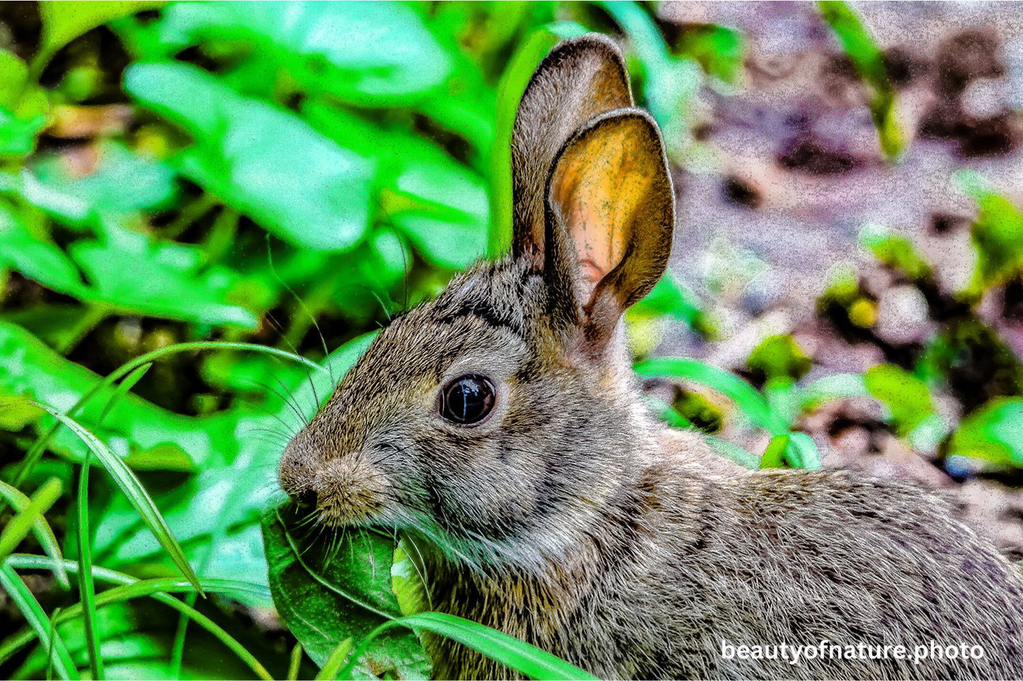 Wild Rabbit 1 1500X1000
