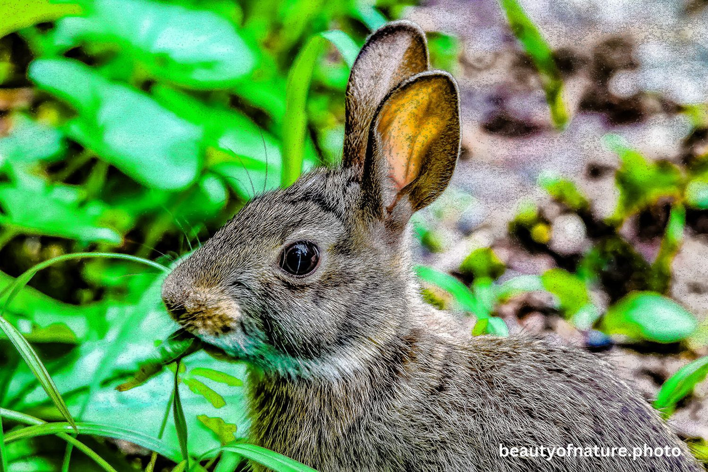 Wild Rabbit 2 1500X1000