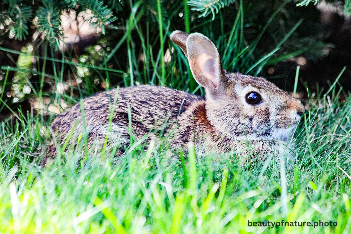 Wild Rabbit 3 1500X1000