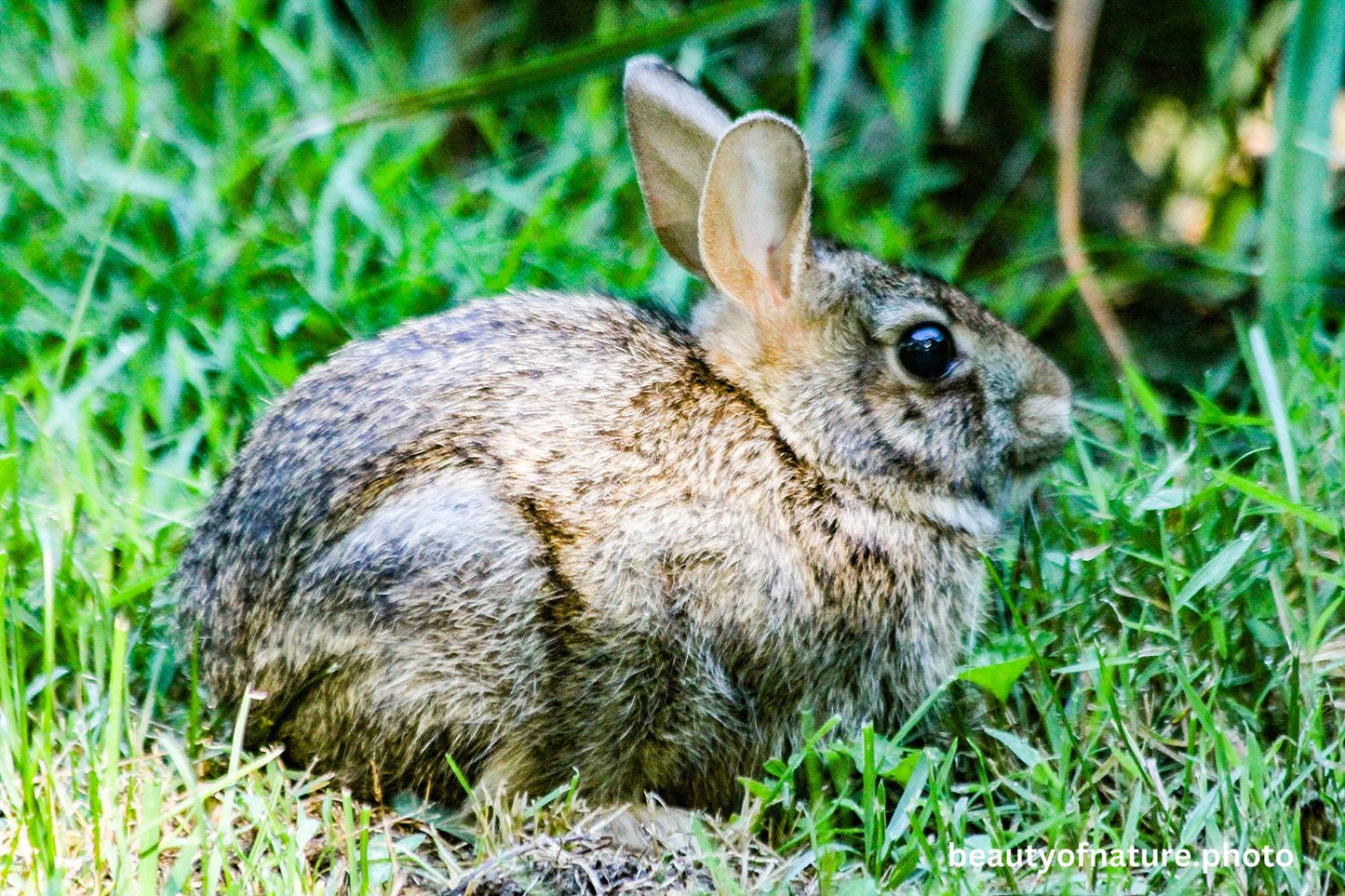 Wild Rabbit 4 1500X1000