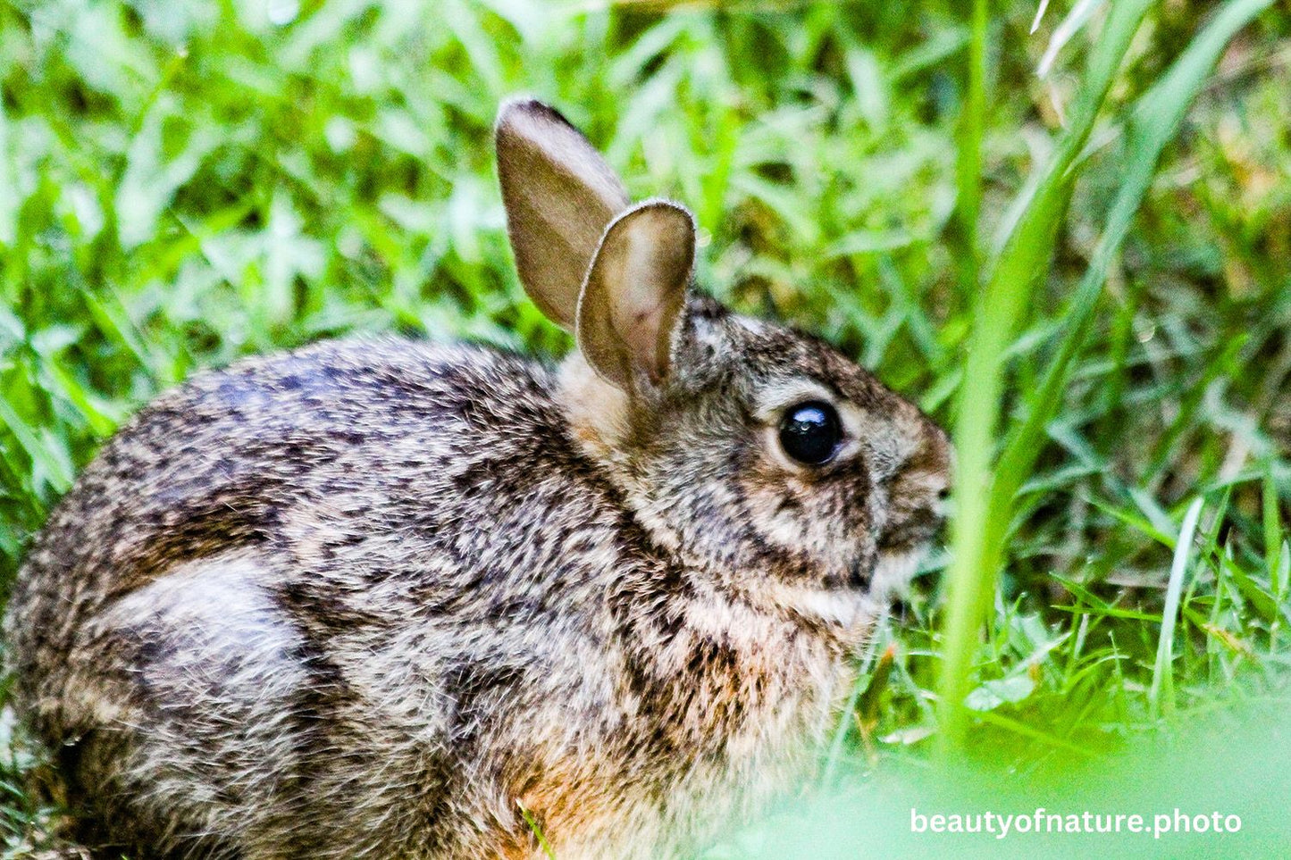 Wild Rabbit 5 1500X1000