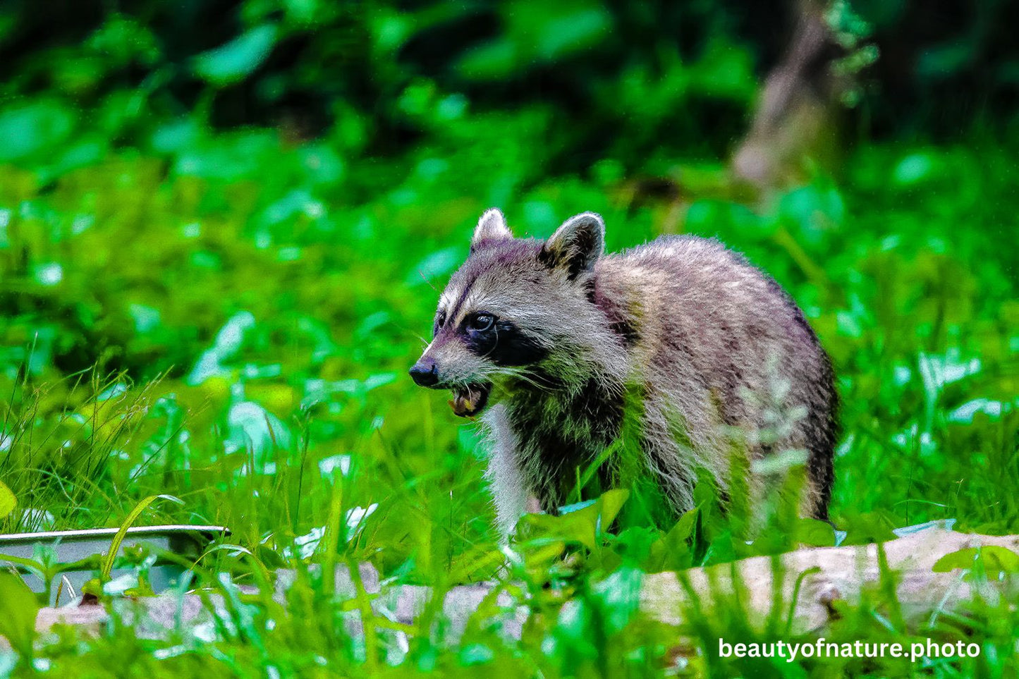 Raccoon 1 1500X1000