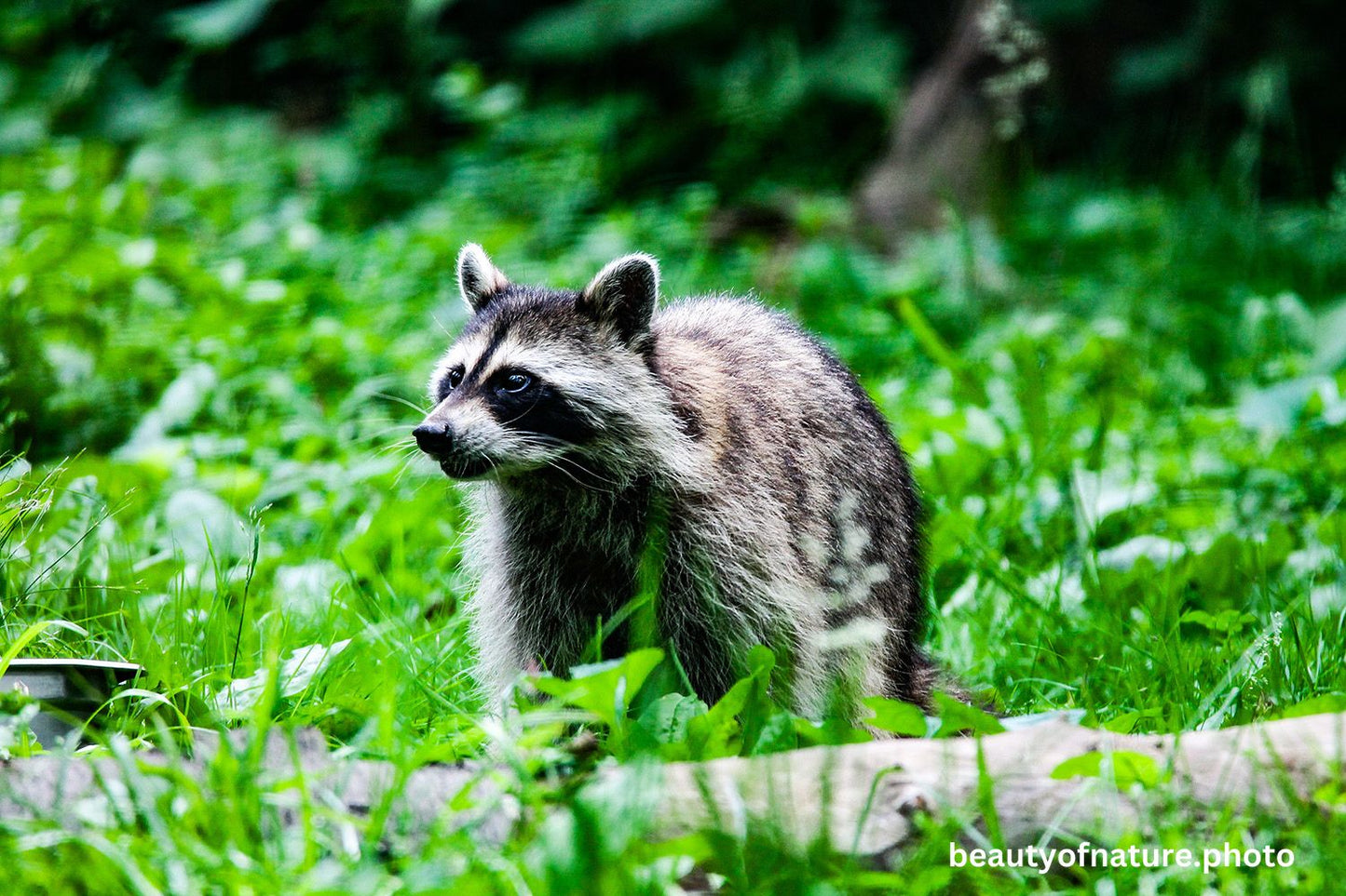Raccoon 2 1500X1000