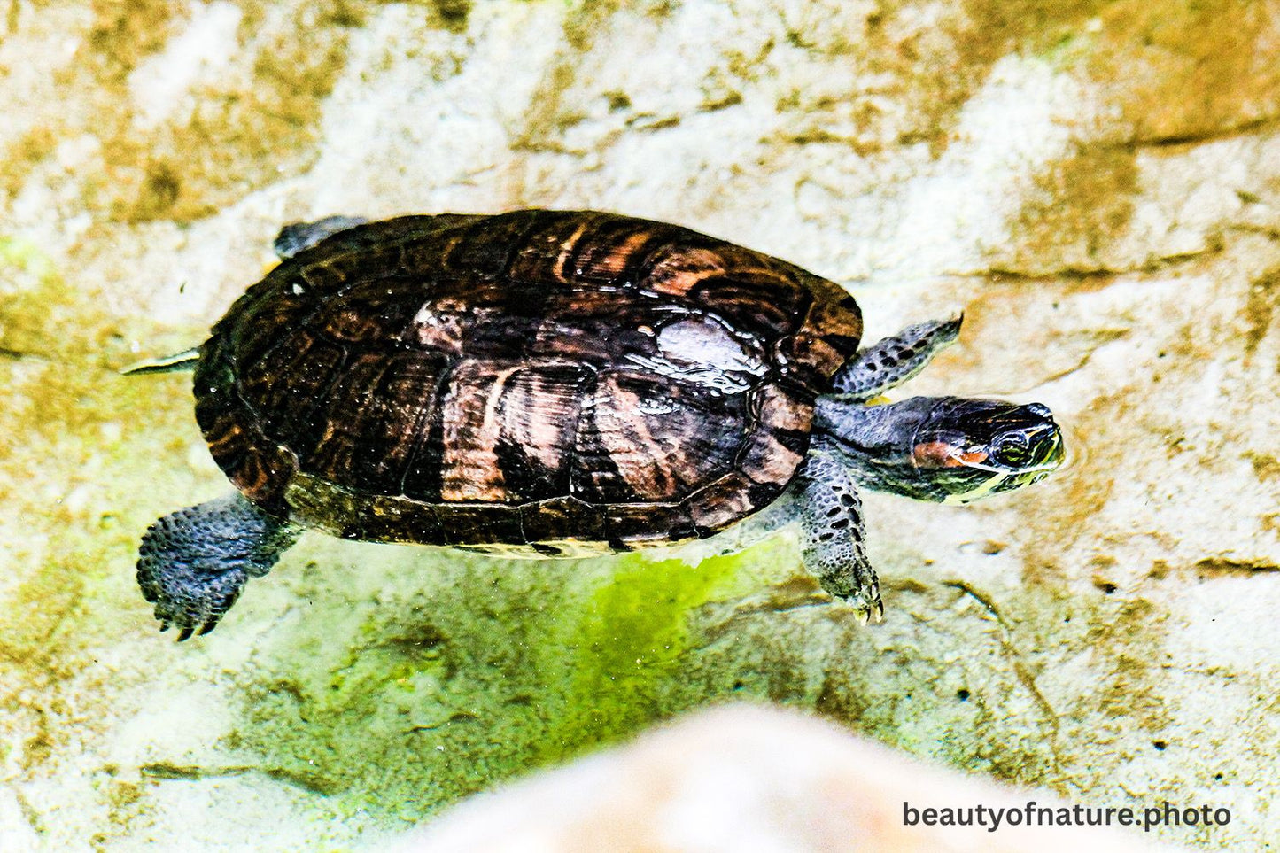 Red-eared Slider 1 1500X1000