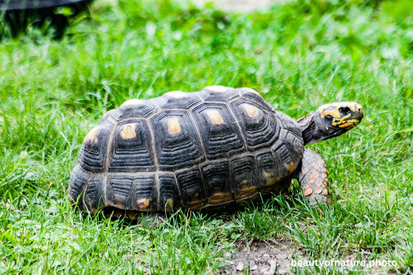 Red-footed Tortoise 1 1500X1000