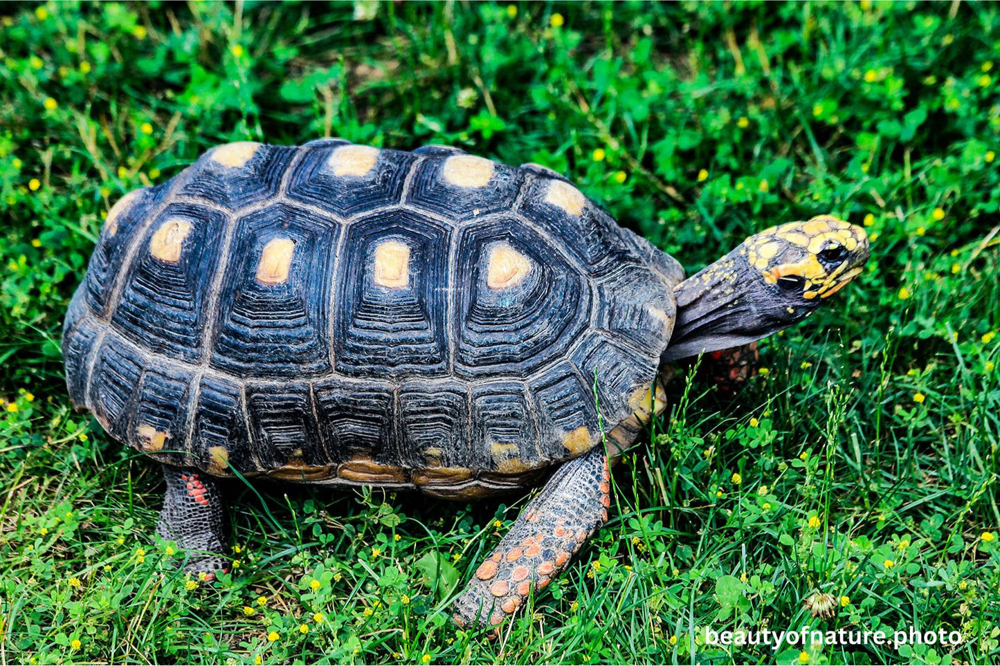 Red-footed Tortoise 2 Horizontal