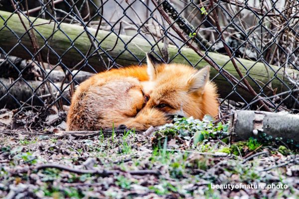 Red Fox 14 Horizontal