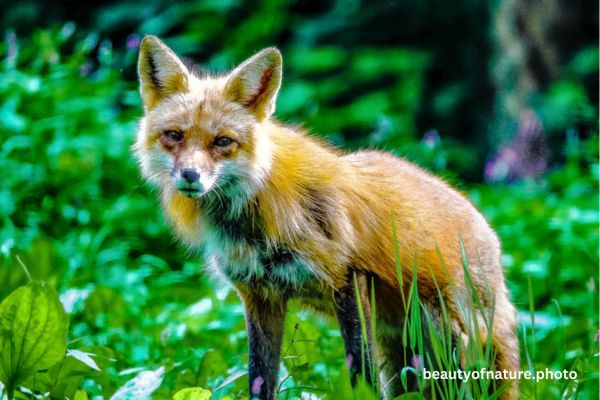 Red Fox 2 Horizontal