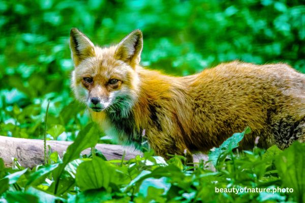 Red Fox 6 Horizontal