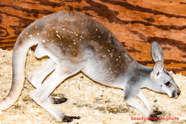 Kangaroo 1 Horizontal