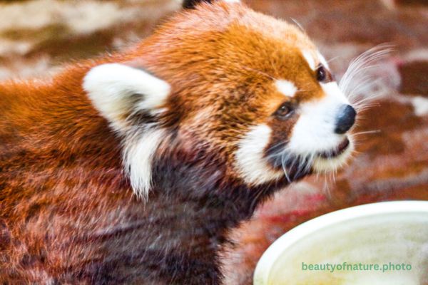 Red Panda 5 Horizontal