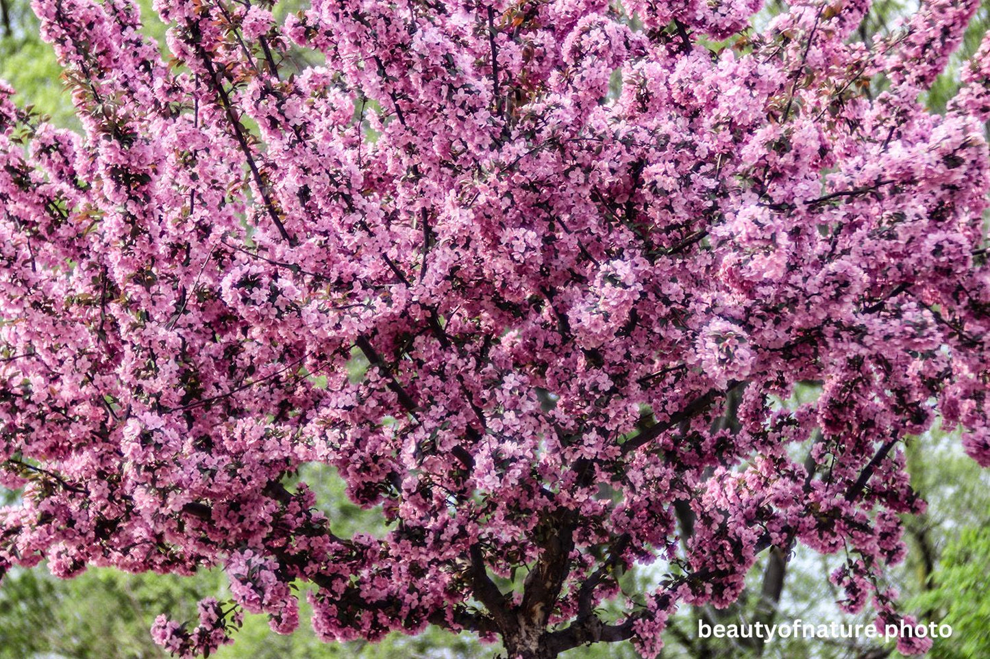 Redbud Blossom 1500X1000