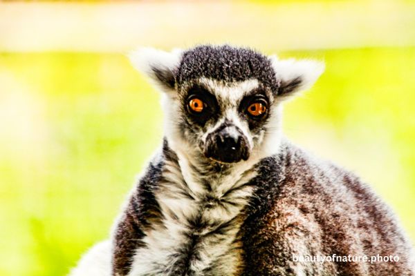 Ring-tailed Lemur 3 Horizontal