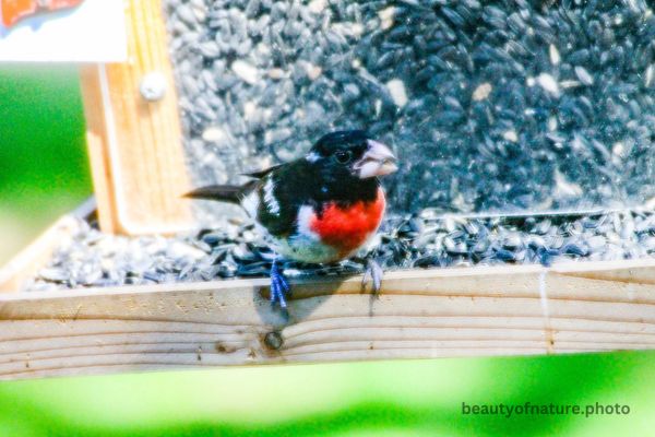 Rose-breasted Grosbeak 4 Horizontal