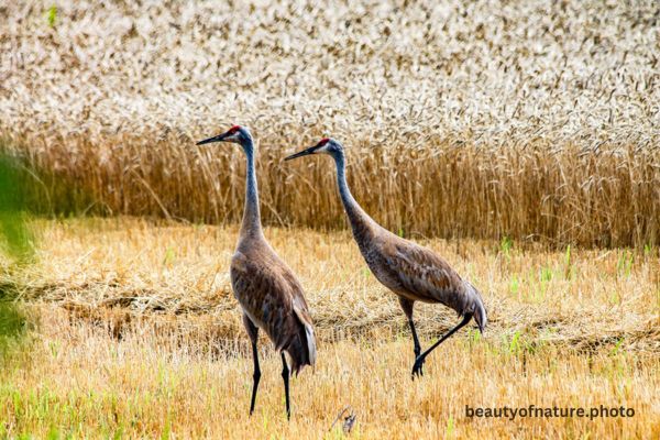 Sandhill Crane 4 Horizontal