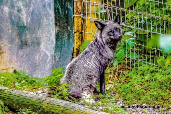 Silver Fox 4 Horizontal